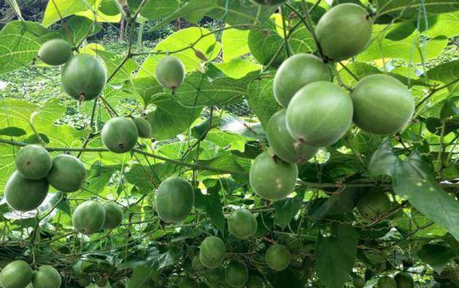 羅漢果シリーズ製品